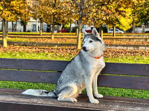Siberian Husky Dog sitting on a bench in a park. Autumn vibes