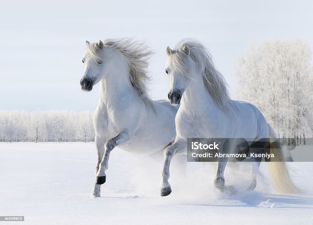 Two white horses gallop on snow field Two white stallions gallop on snow field Snow Stock Photo