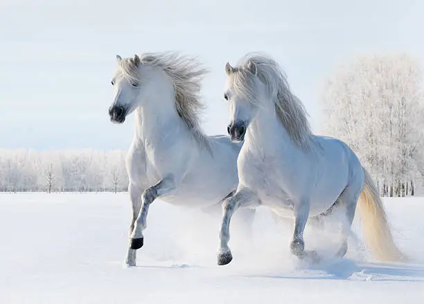 Photo of Two white horses gallop on snow field