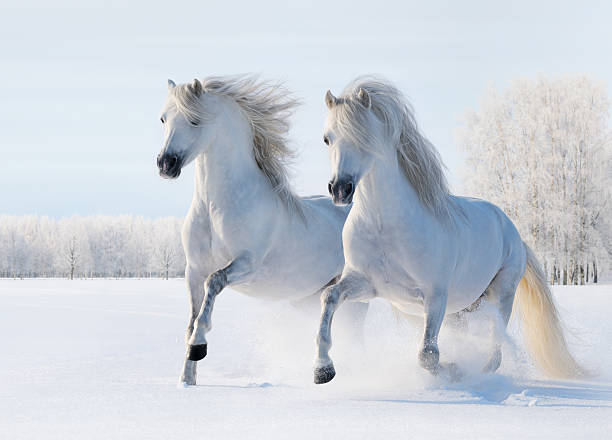 dois cavalos brancos gallop em campo de neve - winter snow livestock horse imagens e fotografias de stock