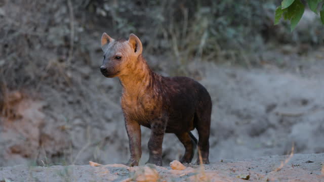 Close-up. Cute young spotted hyena cub surveying its surroundings
