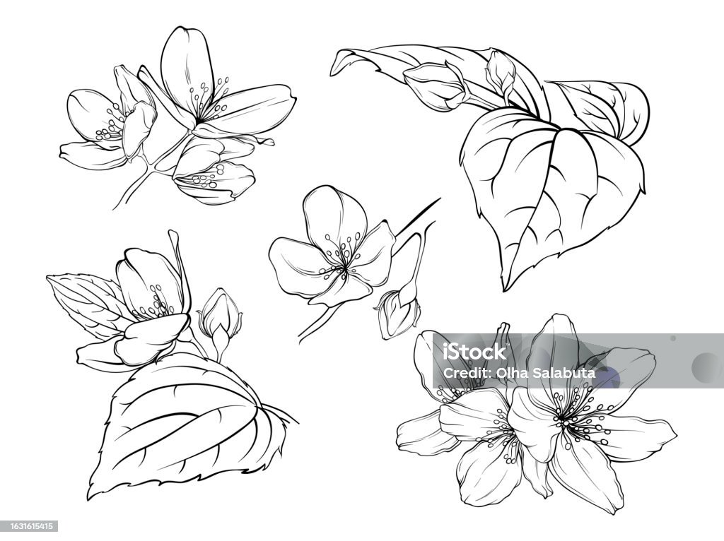 Jasmine Plant Details Jasmine Plant Details