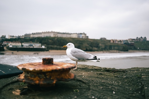 A lone Seagul standin on the pier in Whitby with the sea and buildings in the background
