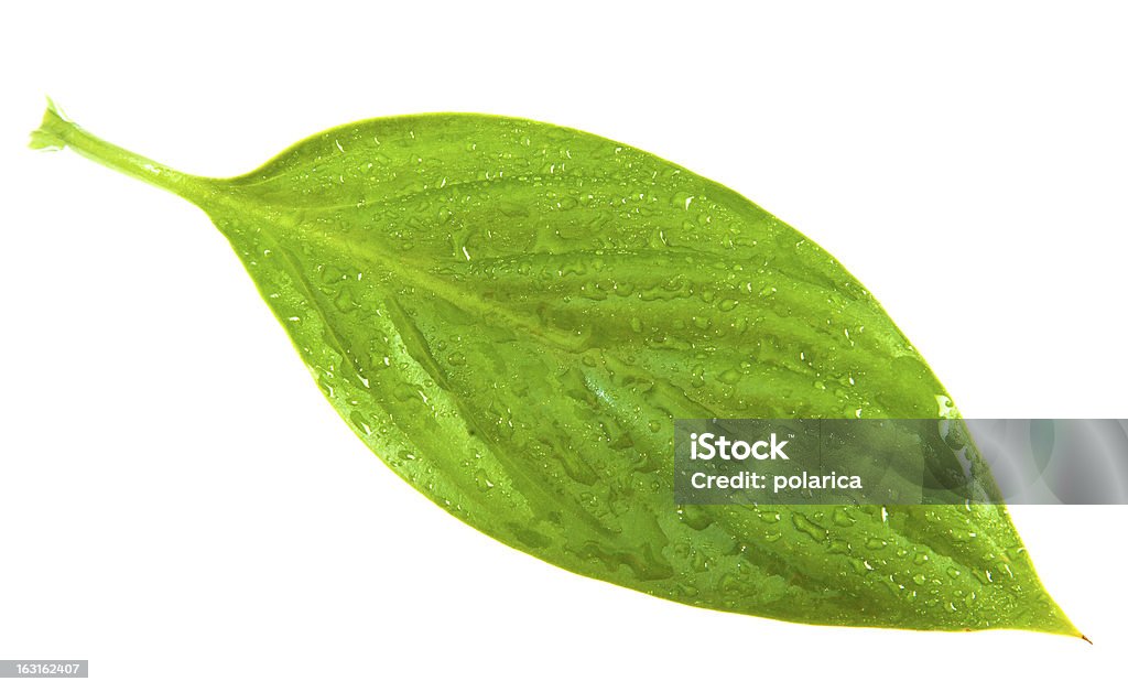 Hoja - Foto de stock de Agua libre de derechos