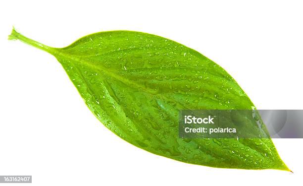 Hoja Foto de stock y más banco de imágenes de Agua - Agua, Arbusto, Asimétrico