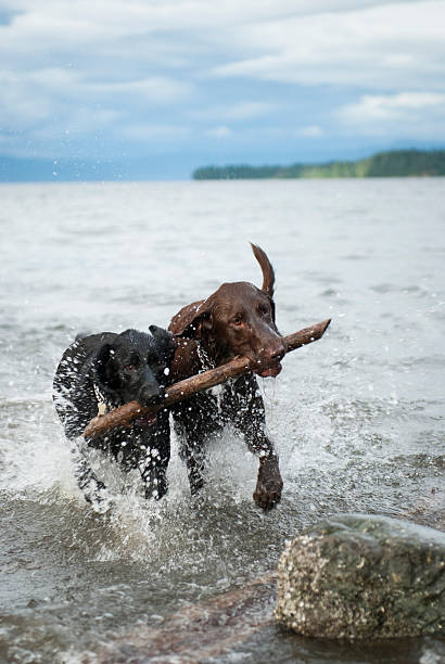 istock Labradors playing in water 163164925