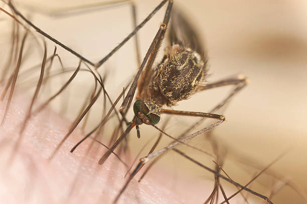 istock Mosquito sucking blood, extreme close-up with high magnification 163165032