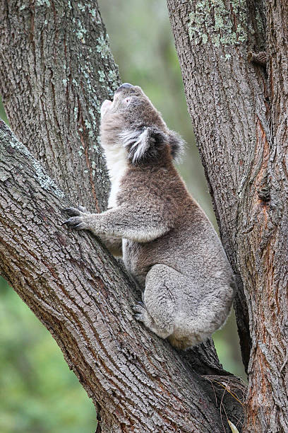 Koala Calling stock photo