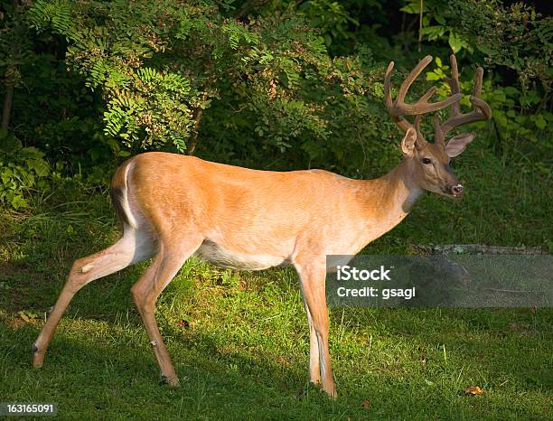 Photo libre de droit de À Proximité De La Forêt banque d'images et plus d'images libres de droit de Animal mâle - Animal mâle, Animaux à l'état sauvage, Arbre