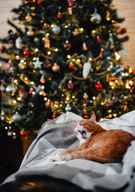 istock Yawning red cat lying on a sofa on festive background with Christmas tree. 1631651434