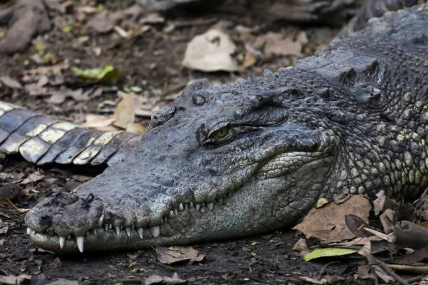 istock The thai crocodile rest on the garden 1631653638