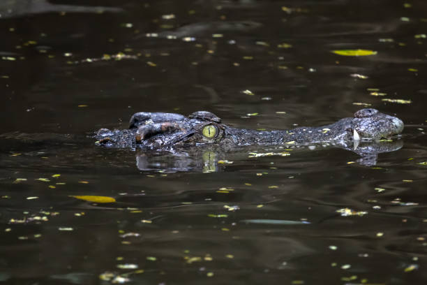 istock Close up head crocodile is show head in river 1631653640