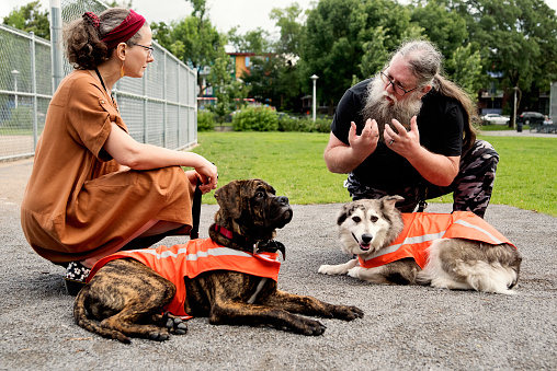 Woman living with visual disability with service dog in training. Dog is a six months bull mastiff. Dog trainer’s dog is a german shepherd. They are in in a public park. Horizontal full length outdoors shot with copy space. This was taken in Montreal, Quebec, Canada.