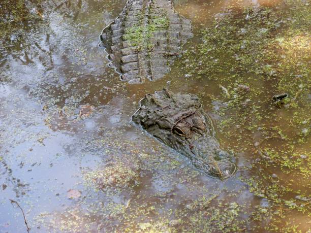 istock Large Crocodilian Reptile - American Alligators 1631661165