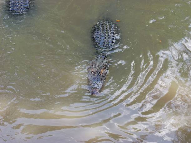 istock Large Crocodilian Reptile - American Alligators 1631661203