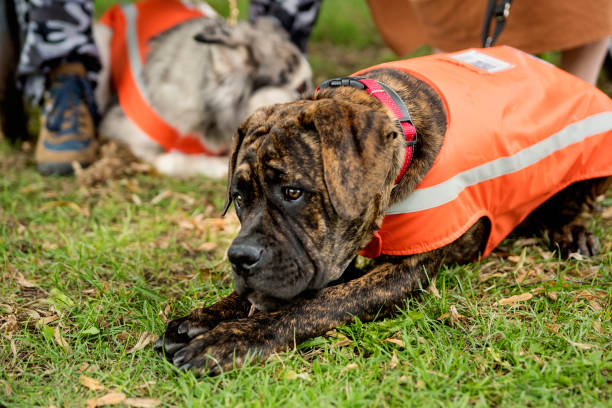 istock Service dog in training outdoors with dog owner. 1631661763