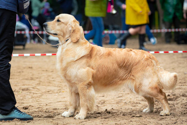 istock Golden retriever at dog show 1631662400