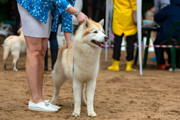 istock Siberian Husky at dog show 1631662946