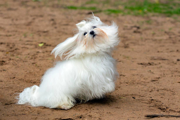 istock Close-up Maltese dog playing on a sandy background. 1631662991