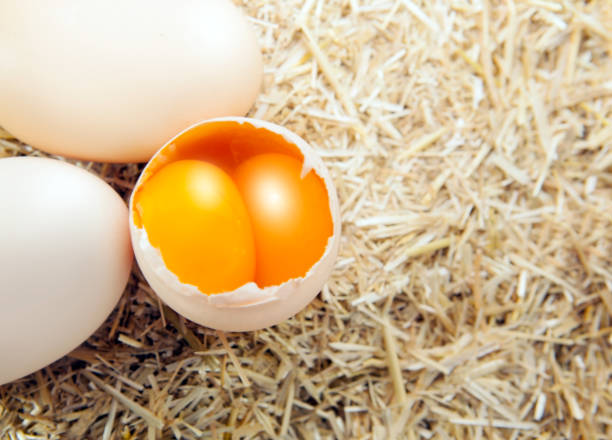 istock Big egg with double yellow isolated straw background 1631666912