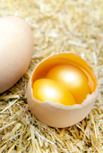 istock Big egg with double yellow isolated straw background 1631666916