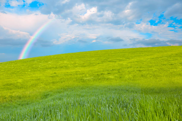 istock Green grass and blue sky with white clouds 1631666925