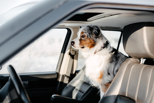 Car travel with pets. The dog is in the car. Australian Shepherd looks out of the car window. Winter trip with your beloved dog