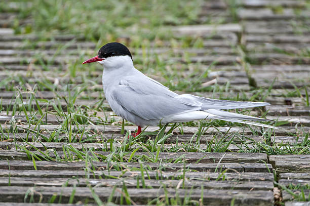 Arctic tern on the ground stock photo
