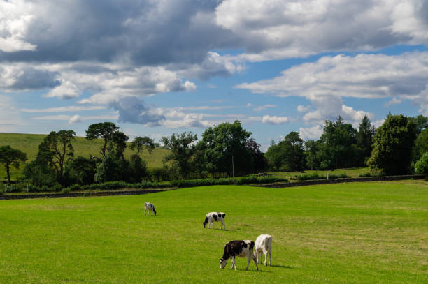 istock Small group of young dairy cattle grazing 1631685409