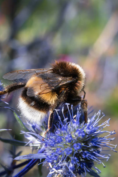 istock Buff tailed bumblebee on a blue plant 1631685962