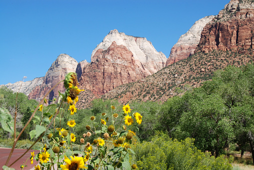 The Watchman next to Sprindale at Zion Canyon National Park is a sandstone mountain