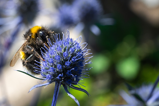 Buff tailed bumblebee on a blue sea holly plant on a bright summer afternoon in Scotland