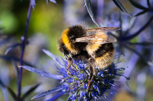 One buff tailed bumblebee on a blue plant on a bright summer afternoon in Scotland