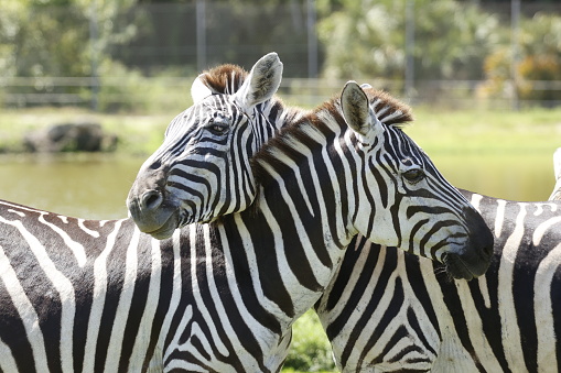 Three zebras in the forest