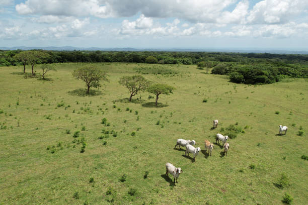 istock Group of white cows on green meadow 1631692666