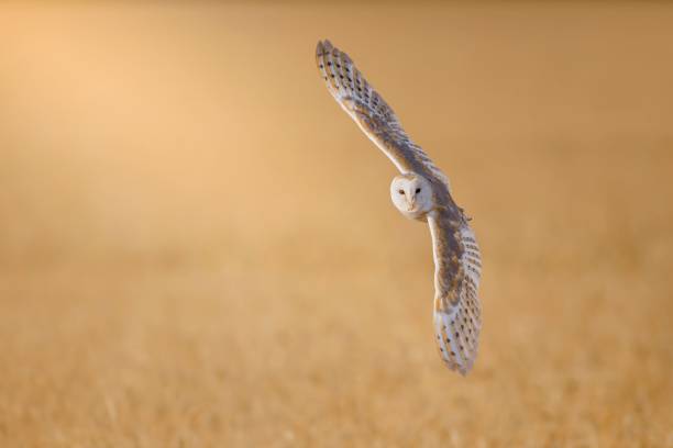 istock an owl flying over a grass covered field, with sunlight 1631693200