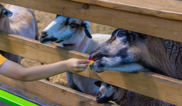 istock the boy feeds the animals in the zoo. Selective focus 1631693240