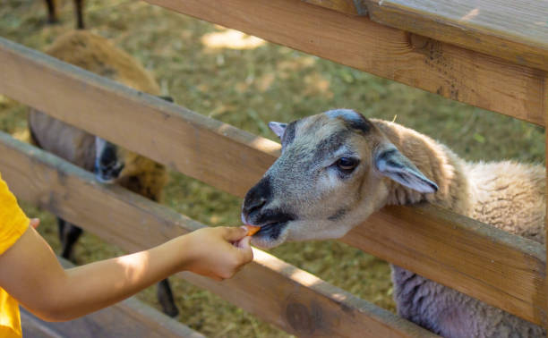 istock the boy feeds the animals in the zoo. Selective focus 1631693263