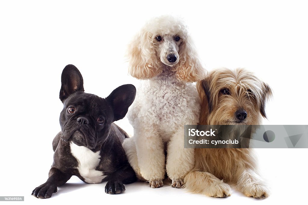 Tres perros - Foto de stock de Tres animales libre de derechos