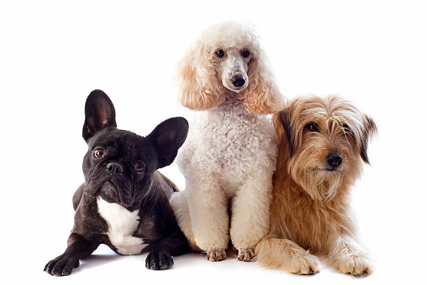 three dogs portrait of a pyrenean sheepdog, poodle and french bulldog in front of a white background three animals stock pictures, royalty-free photos & images