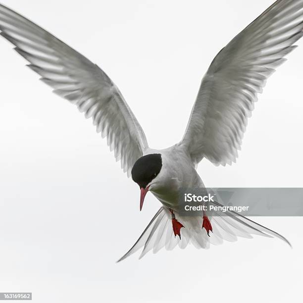 Arctic Term In Flight Stock Photo - Download Image Now - Arctic Tern, 2000-2009, 21st Century