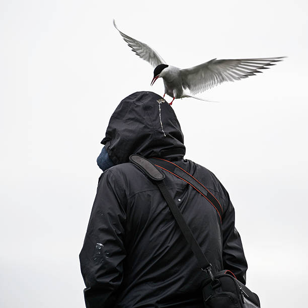 Arctic tern in flight stock photo