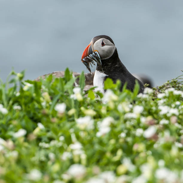 Puffin with sand eels stock photo