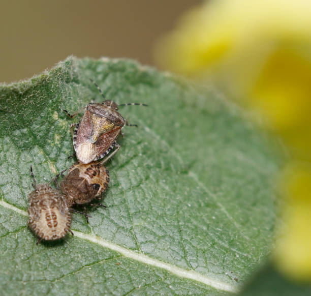 istock Hairy Shieldbug (Dolycoris baccarum) Adult and Two Nymphs 1631696620