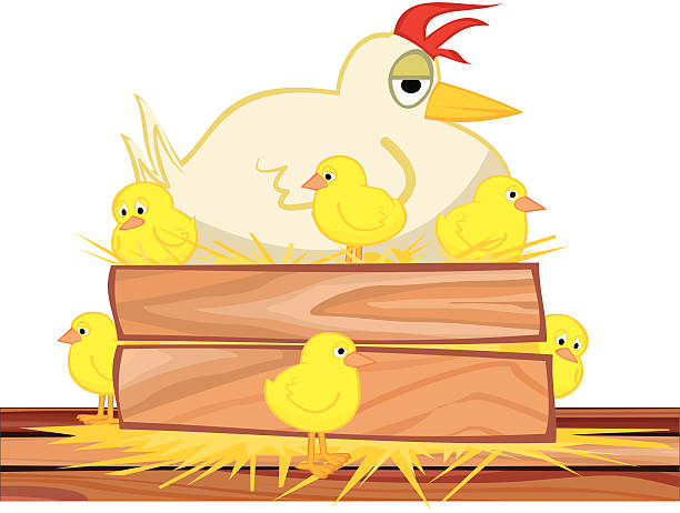 ilustraciones, imágenes clip art, dibujos animados e iconos de stock de en el nido de gallina imbricata - chicken chicken coop perching installing