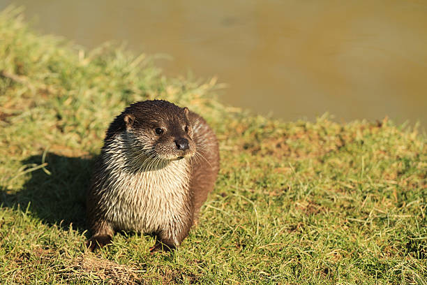 Otter stock photo
