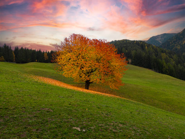 istock One Autumn tree on field at sunset 1631702169