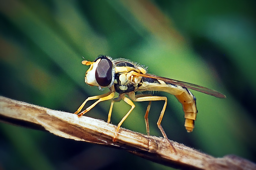 The Giant Asian Hornet (Vespa mandarinia) also know as Murder Hornet in white background. Vespa gigante asiática ou Vespa Assassina em um fundo branco.