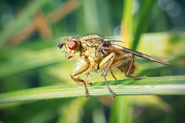 Scathophaga stercoraria Yellow Dung Fly Insect. Digitally Enhanced Photograph.