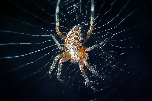 Araneus diadematus Cross Spider. Digitally Enhanced Photograph.
